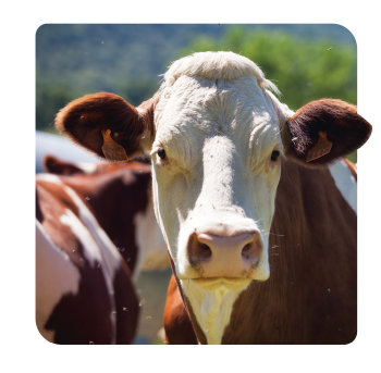 Identificacion del ganado